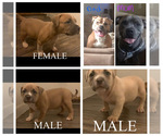 Small Photo #1 American Bully Puppy For Sale in BRUNSWICK, OH, USA