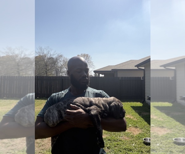 Medium Photo #9 Cane Corso-Mastiff Mix Puppy For Sale in NEW CANEY, TX, USA