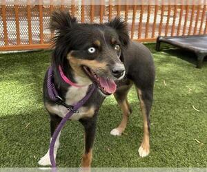 Australian Shepherd-Unknown Mix Dogs for adoption in Las Vegas, NV, USA