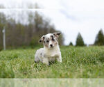 Small Photo #11 Pembroke Welsh Corgi Puppy For Sale in WARSAW, IN, USA