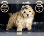 Small Photo #62 Maltipoo Puppy For Sale in WARSAW, IN, USA