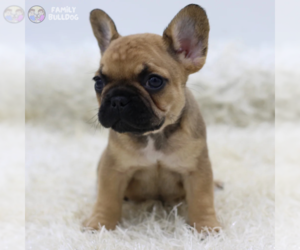 French Bulldog Puppy for sale in NEW YORK, NY, USA