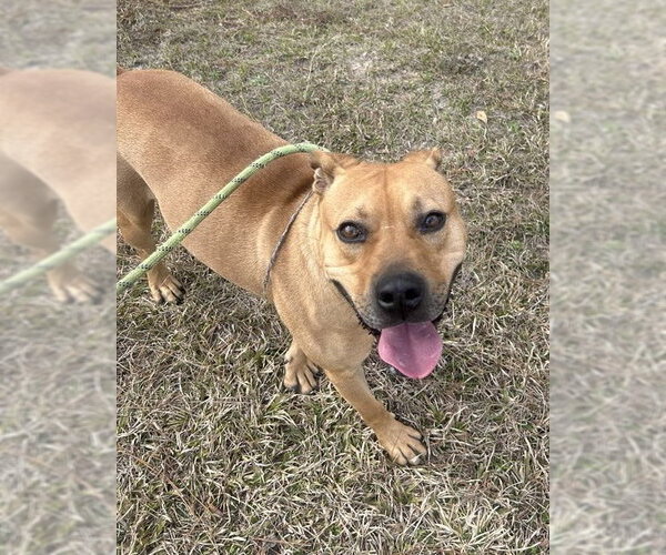 Medium Photo #2 Black Mouth Cur-Bulldog Mix Puppy For Sale in Tarrytown, GA, USA