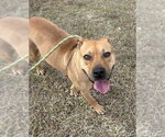 Small #1 Black Mouth Cur-Bulldog Mix