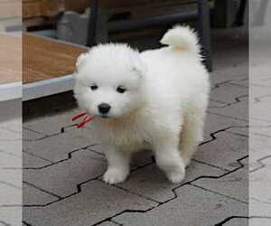 Samoyed Puppy for sale in LAKESIDE, CA, USA