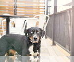 Small #13 Mutt