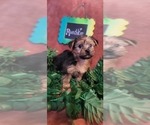 Small Photo #25 Yorkshire Terrier Puppy For Sale in AKRON, OH, USA