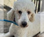 Small #2 Poodle (Standard)