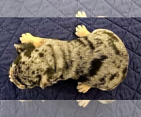 Medium Photo #8 French Bulldog Puppy For Sale in CHINO HILLS, CA, USA