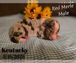 Small #7 Border Collie