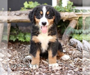 Bernese Mountain Dog Puppy for sale in CHRISTIANA, PA, USA