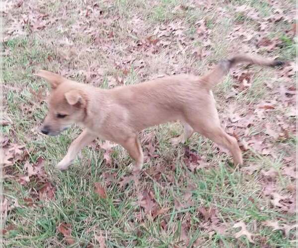 Medium Photo #4 Mutt Puppy For Sale in Garden City, NY, USA