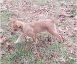 Small #3 Mutt