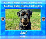 Small #3 Rottweiler
