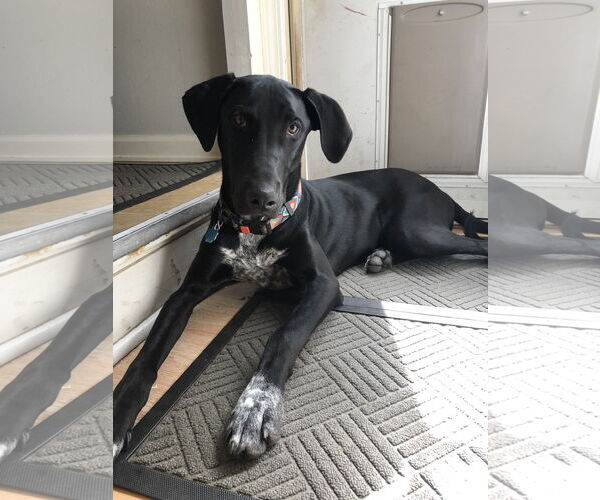 Medium Photo #14 Doberman Pinscher-Great Pyrenees Mix Puppy For Sale in Buffalo, MN, USA