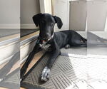 Small #13 Doberman Pinscher-Great Pyrenees Mix