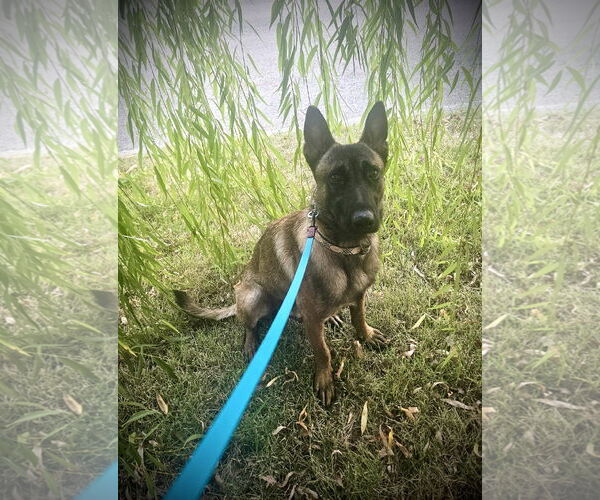 Medium Photo #2 Mutt Puppy For Sale in Stevens Point, WI, USA