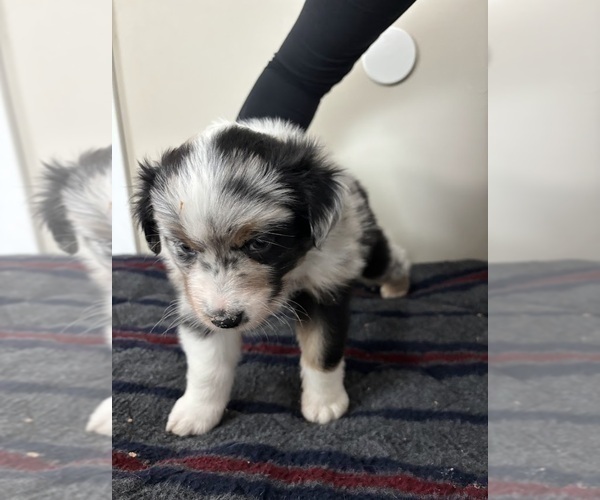 Medium Photo #3 Australian Shepherd Puppy For Sale in CIRCLEVILLE, KS, USA