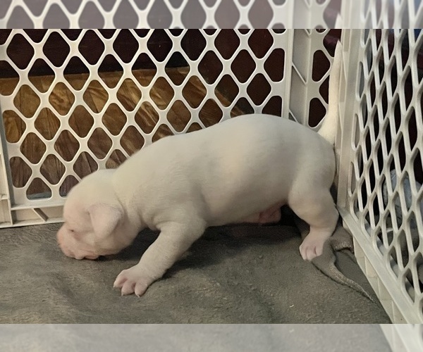 Medium Photo #2 American Pit Bull Terrier Puppy For Sale in ZANESVILLE, OH, USA