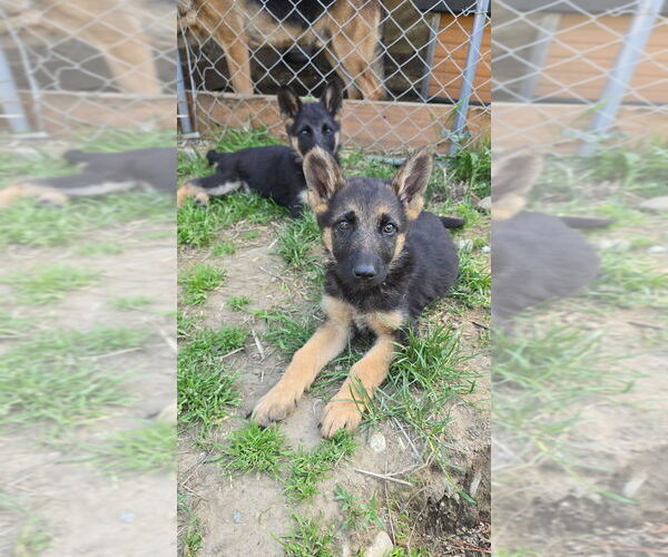 Medium Photo #14 German Shepherd Dog Puppy For Sale in MONROE, WA, USA