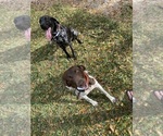 Small Photo #1 German Shorthaired Pointer Puppy For Sale in OXFORD, FL, USA