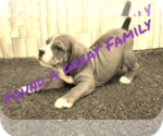 Small Photo #1 Beagle-English Bulldog Mix Puppy For Sale in SHELBYVILLE, IN, USA