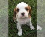 Small Photo #1 Cavalier King Charles Spaniel Puppy For Sale in EL DORADO SPG, MO, USA
