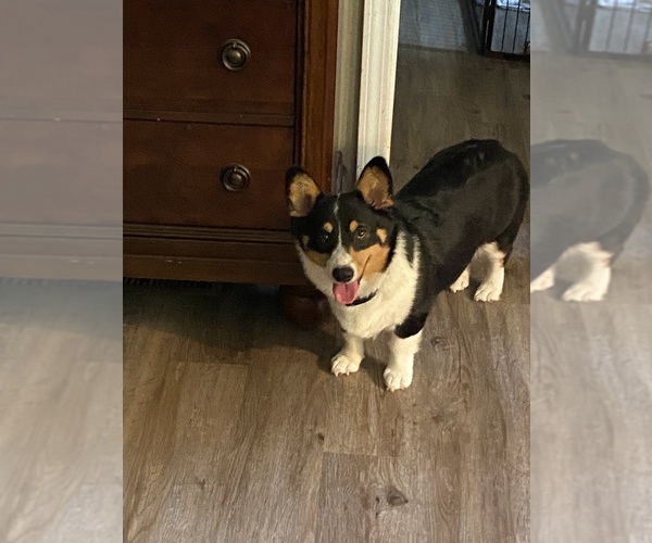 Medium Photo #1 American Corgi Puppy For Sale in PENHOOK, VA, USA
