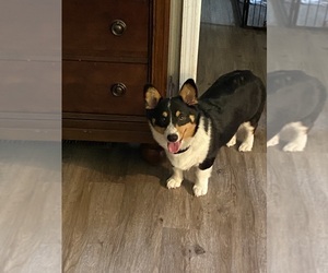 American Corgi Puppy for sale in PENHOOK, VA, USA