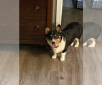 Small American Corgi