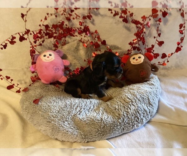 Medium Photo #1 Cocker Spaniel Puppy For Sale in CADDO, OK, USA