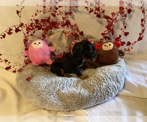 Cocker Spaniel Puppy for sale in CADDO, OK, USA