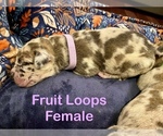 Puppy Fruit Loops Great Dane