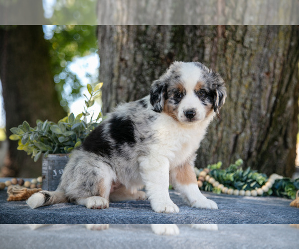 Medium Photo #3 Miniature Australian Shepherd Puppy For Sale in CHRISTIANA, PA, USA