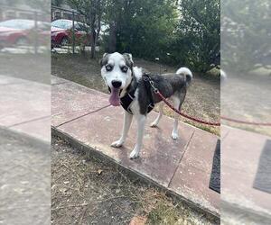Siberian Husky-Unknown Mix Dogs for adoption in San Antonio, TX, USA