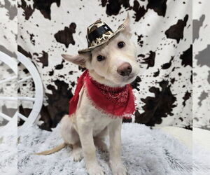 Siberian Husky-Unknown Mix Dogs for adoption in Fargo, ND, USA