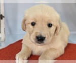 Puppy Feliza English Cream Golden Retriever