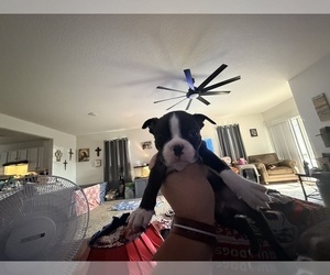 Medium Boston Terrier