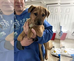 Borador Dogs for adoption in Brewster, NY, USA