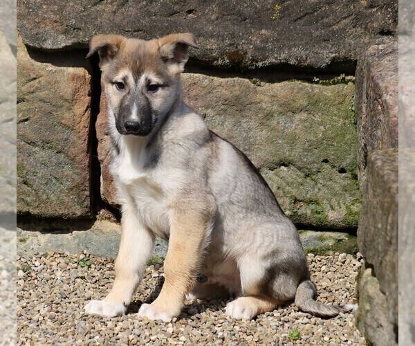 Medium Photo #2 German Shepherd Dog-Siberian Husky Mix Puppy For Sale in FREDERICKSBG, OH, USA