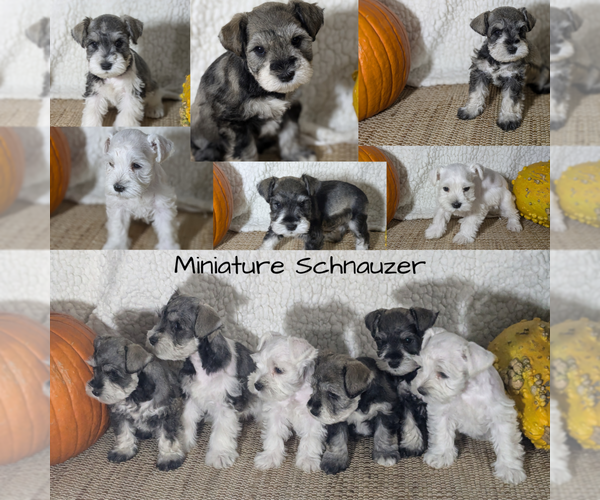 Medium Photo #1 Schnauzer (Miniature) Puppy For Sale in GOSHEN, IN, USA