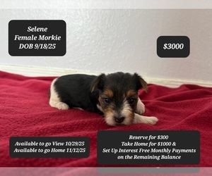 Morkie Puppy for sale in TUCSON, AZ, USA