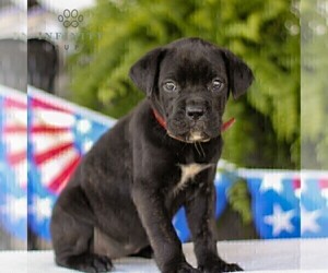 Cane Corso Puppy for sale in GAP, PA, USA