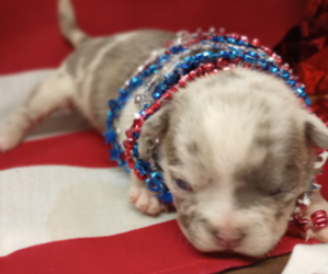 American Bully Puppy for sale in RICHMOND, IN, USA