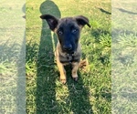 Small Photo #5 Belgian Malinois Puppy For Sale in BRYAN, TX, USA