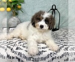 Small #2 Miniature Bernedoodle