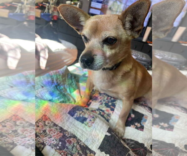 Medium Photo #3 Chihuahua-Unknown Mix Puppy For Sale in Woodbury, NY, USA