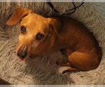 Small #2 Dachshund
