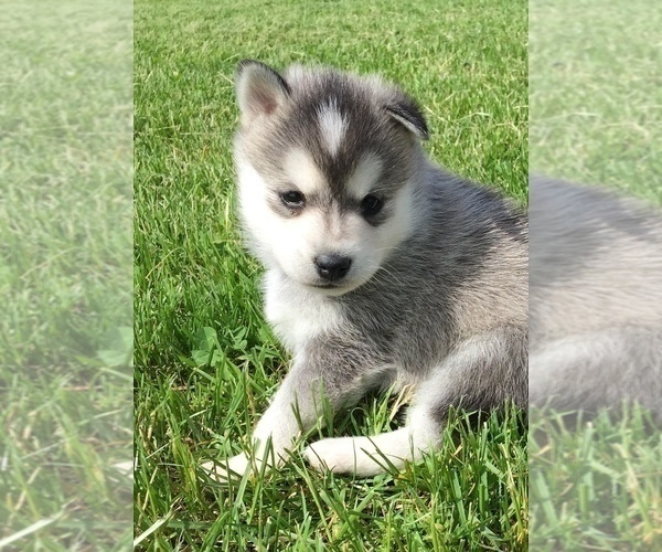 Medium Photo #5 Alaskan Klee Kai Puppy For Sale in WINCHESTER, OH, USA