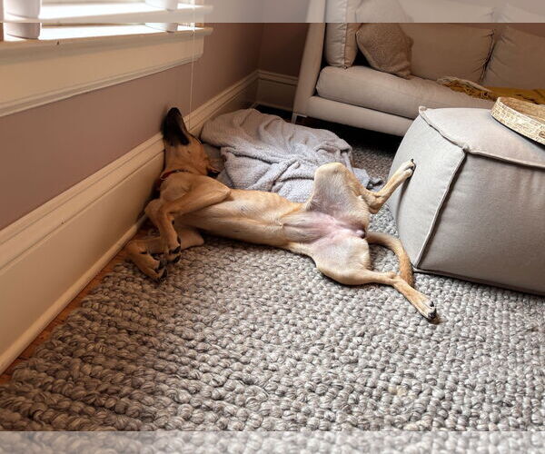 Medium Photo #5 Carolina Dog-Unknown Mix Puppy For Sale in Minneapolis, MN, USA
